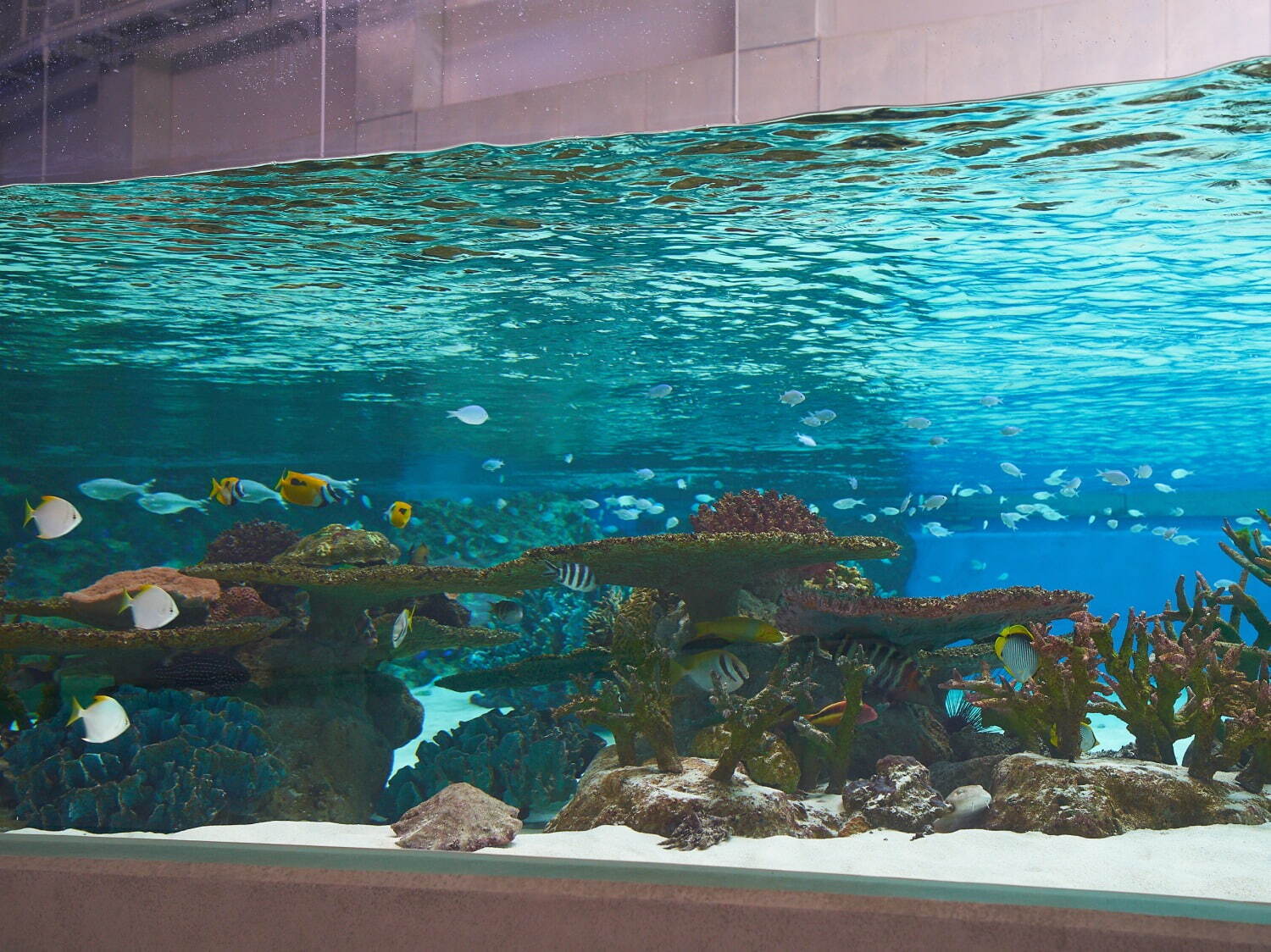 「神戸須磨シーワールド」須磨海浜水族園跡地に開業、西日本唯一のシャチ展示！パフォーマンスや学ぶゾーン｜写真32