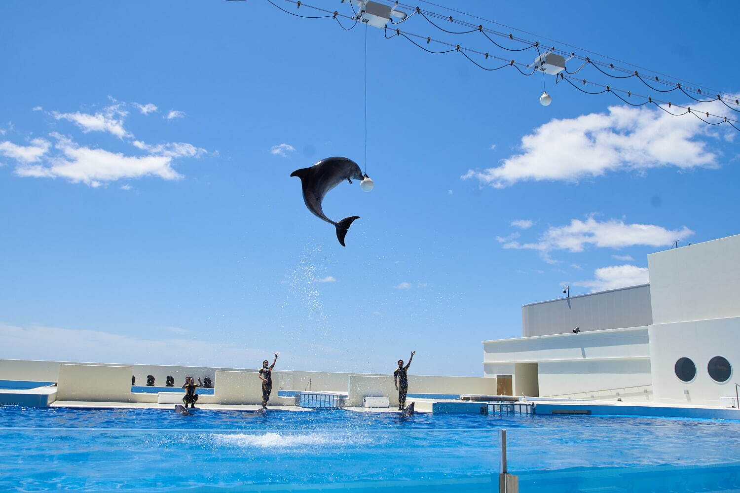 「神戸須磨シーワールド」須磨海浜水族園跡地に開業、西日本唯一のシャチ展示！パフォーマンスや学ぶゾーン｜写真61