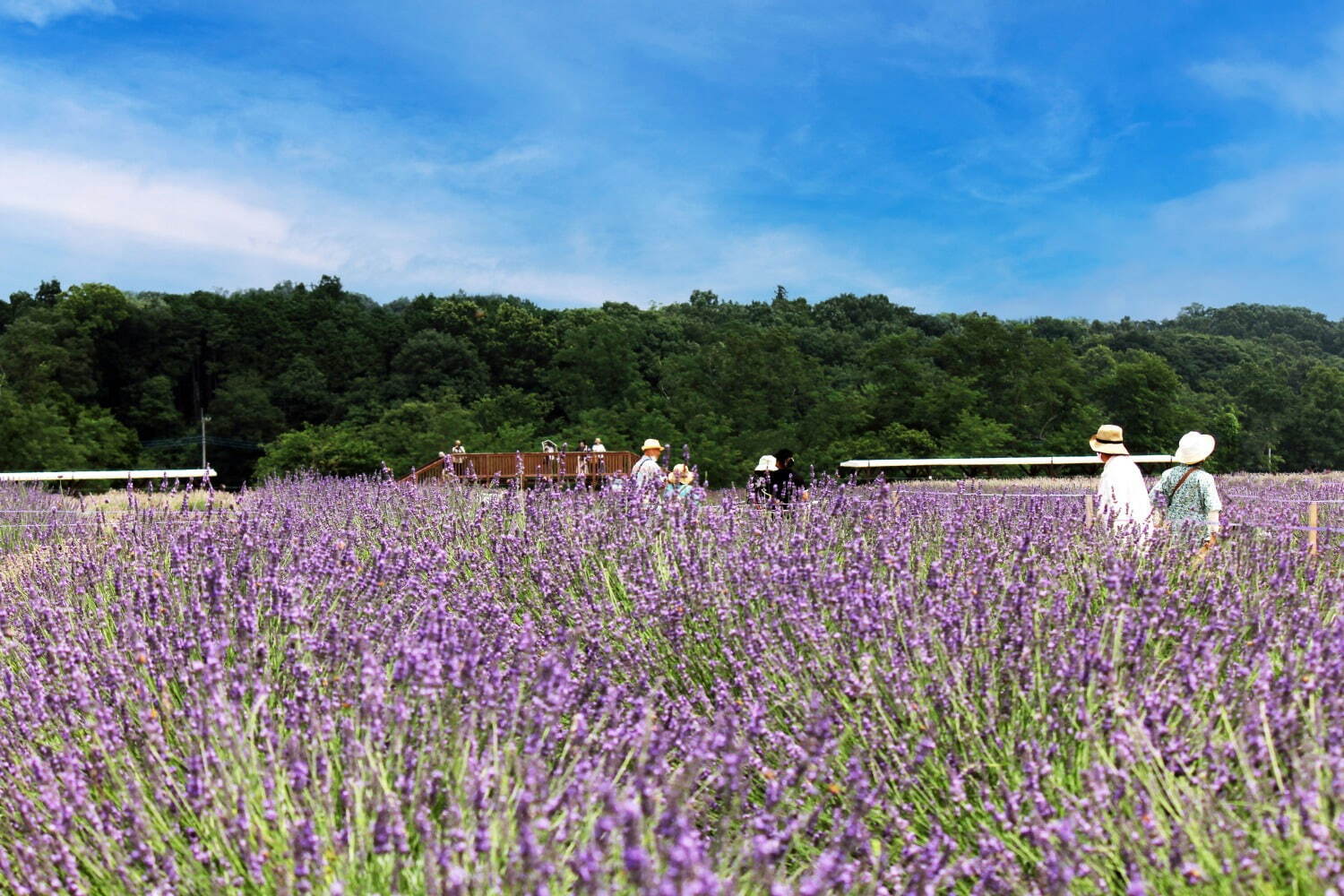 「らんざんラベンダーまつり」埼玉・嵐山で咲き誇る約22,000株のラベンダー、ソフトクリームも｜写真1