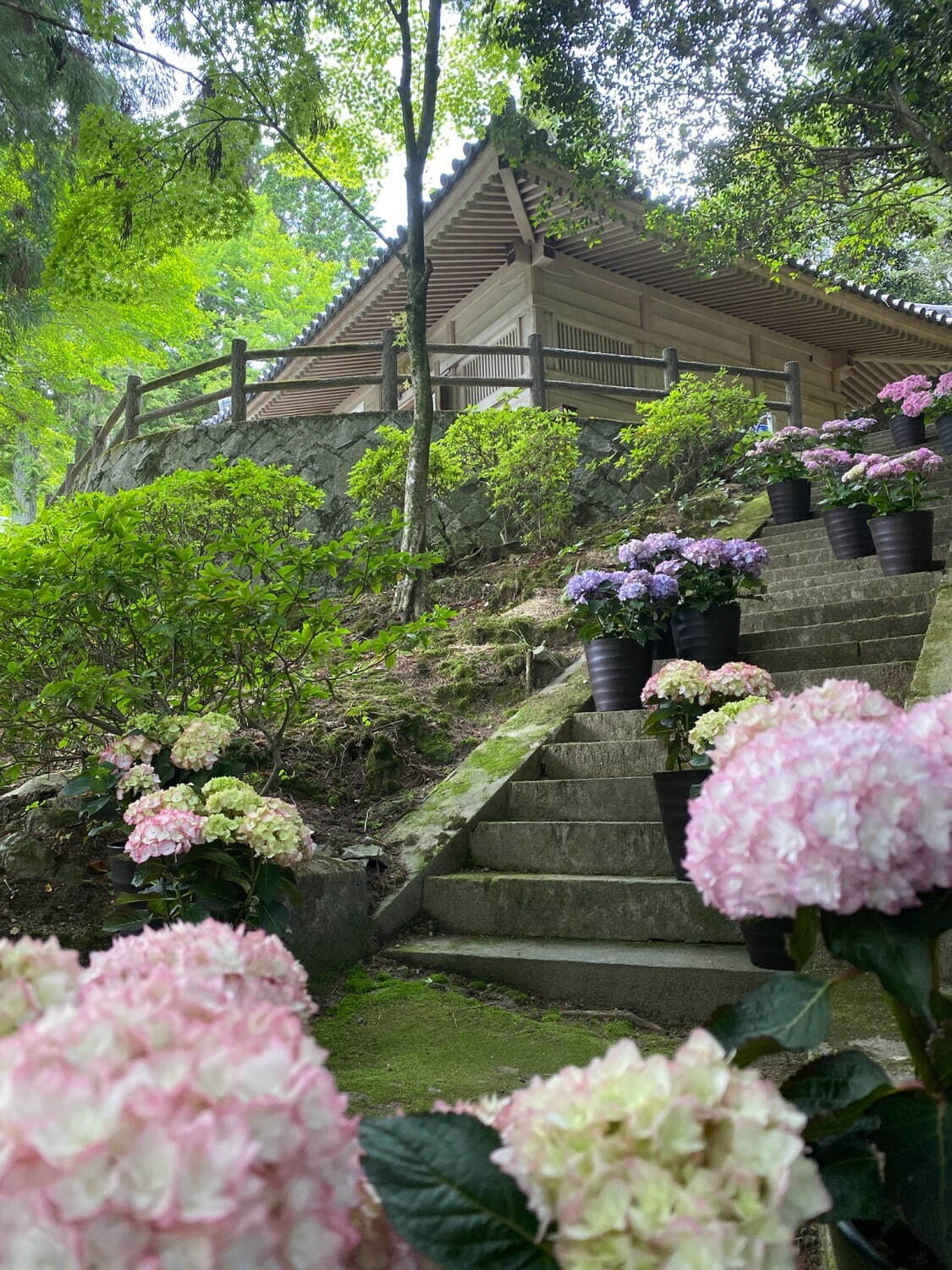 【紫陽花名所2023】関東近郊＆都内など全国のアジサイまつり、あじさいモチーフのスイーツも｜写真12