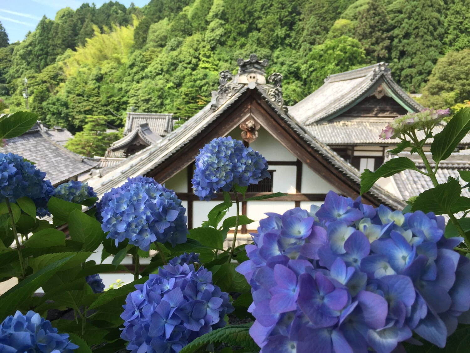 【紫陽花名所2023】関東近郊＆都内など全国のアジサイまつり、あじさいモチーフのスイーツも｜写真11