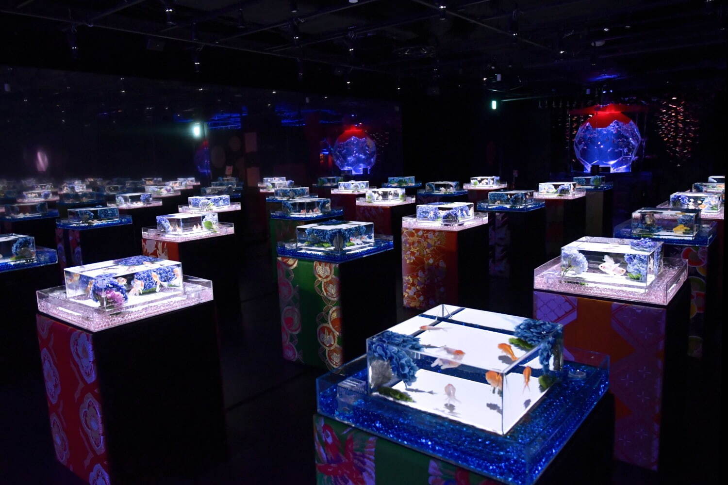 金魚アート「アートアクアリウム美術館 GINZA」梅雨イベント、“紫陽花×金魚”の幻想的な景色｜写真6