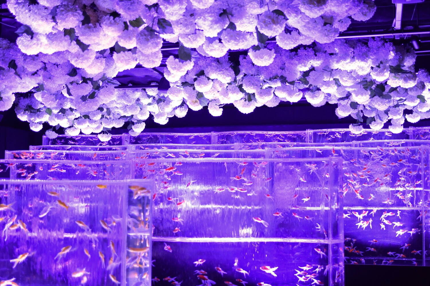 金魚アート「アートアクアリウム美術館 GINZA」梅雨イベント、“紫陽花×金魚”の幻想的な景色｜写真3