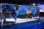 金魚アート「アートアクアリウム美術館 GINZA」梅雨イベント、“紫陽花×金魚”の幻想的な景色｜写真7