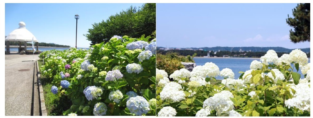 「八景島あじさい祭」“県内最大級”2万株の紫陽花、横浜・八景島シーパラダイスで限定イベントも｜写真2