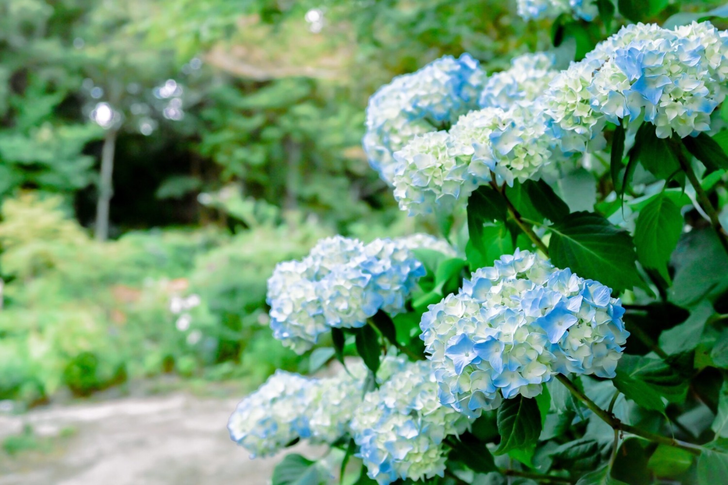 庭園｜神戸・ROKKO森の音ミュージアム“アジサイ＆ユリ”が見頃に、美しい花々が咲き誇る夏イベント