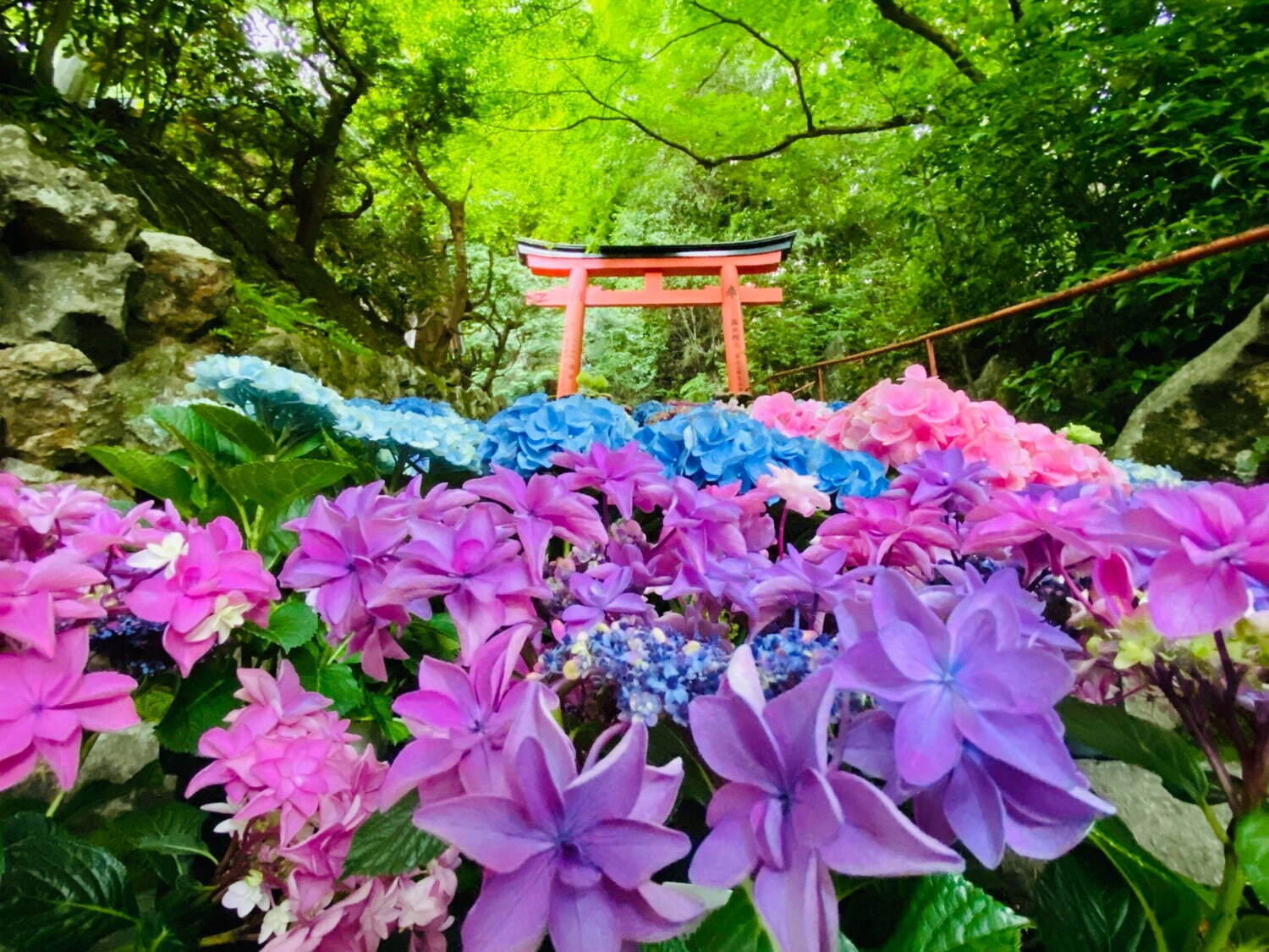 “花手水の寺”柳谷観音で「あじさいウイーク」京都最大規模約5,000株、あじさいが浮かぶ龍手水も｜写真2