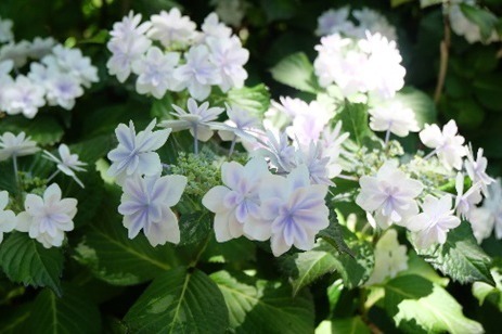 静岡・三島スカイウォーク「あじさい祭」205品種13,000株が開花、紫陽花モチーフのスイーツも｜写真2