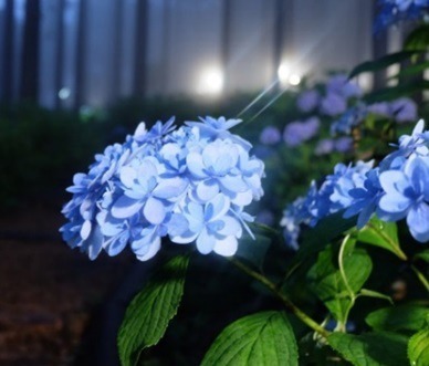 静岡・三島スカイウォーク「あじさい祭」205品種13,000株が開花、紫陽花モチーフのスイーツも｜写真6