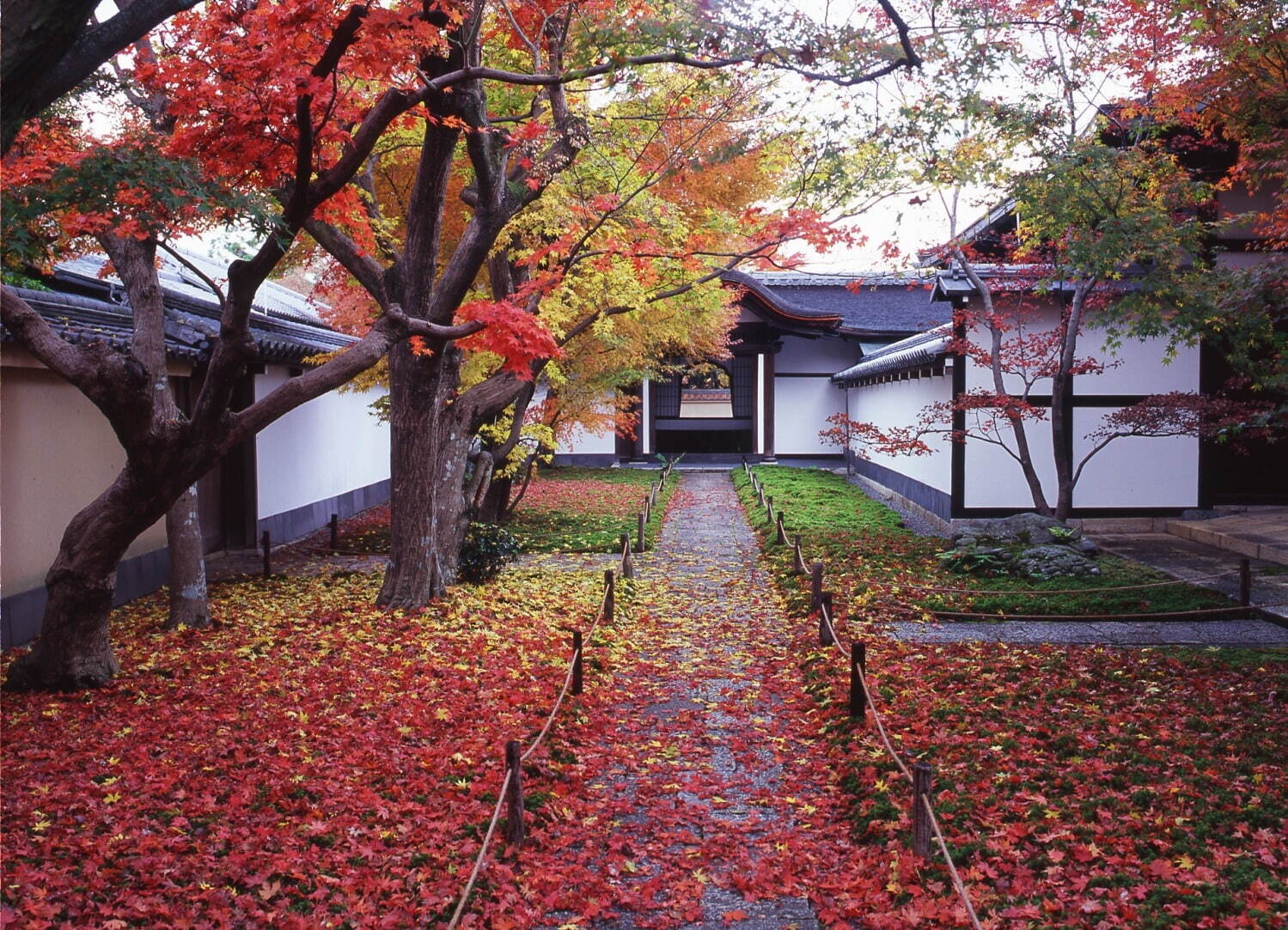 京都の2023年秋季寺院特別公開、大徳寺興臨院などで“紅葉×日本庭園”の絶景｜写真8