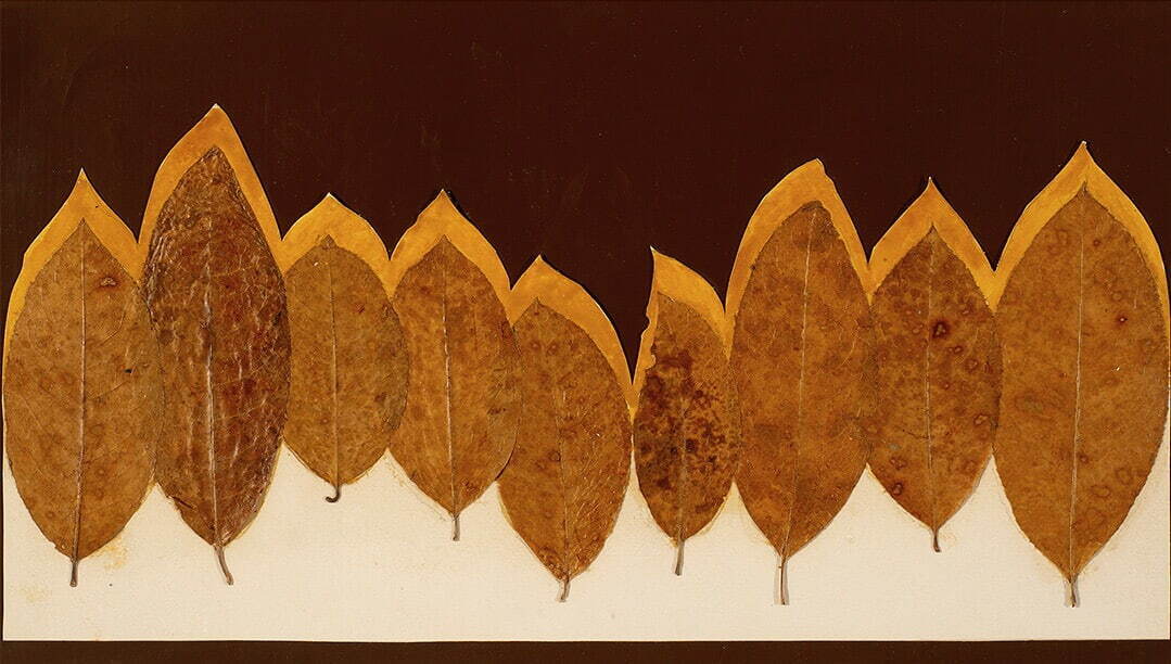 ジョセフ・アルバース リーフ・スタディ I 1940年頃 ジョセフ&アニ・アルバース財団
© The Josef and Anni Albers Foundation / JASPAR, Tokyo, 2023 G3217
Photo: Tim Nighswander/Imaging4Art