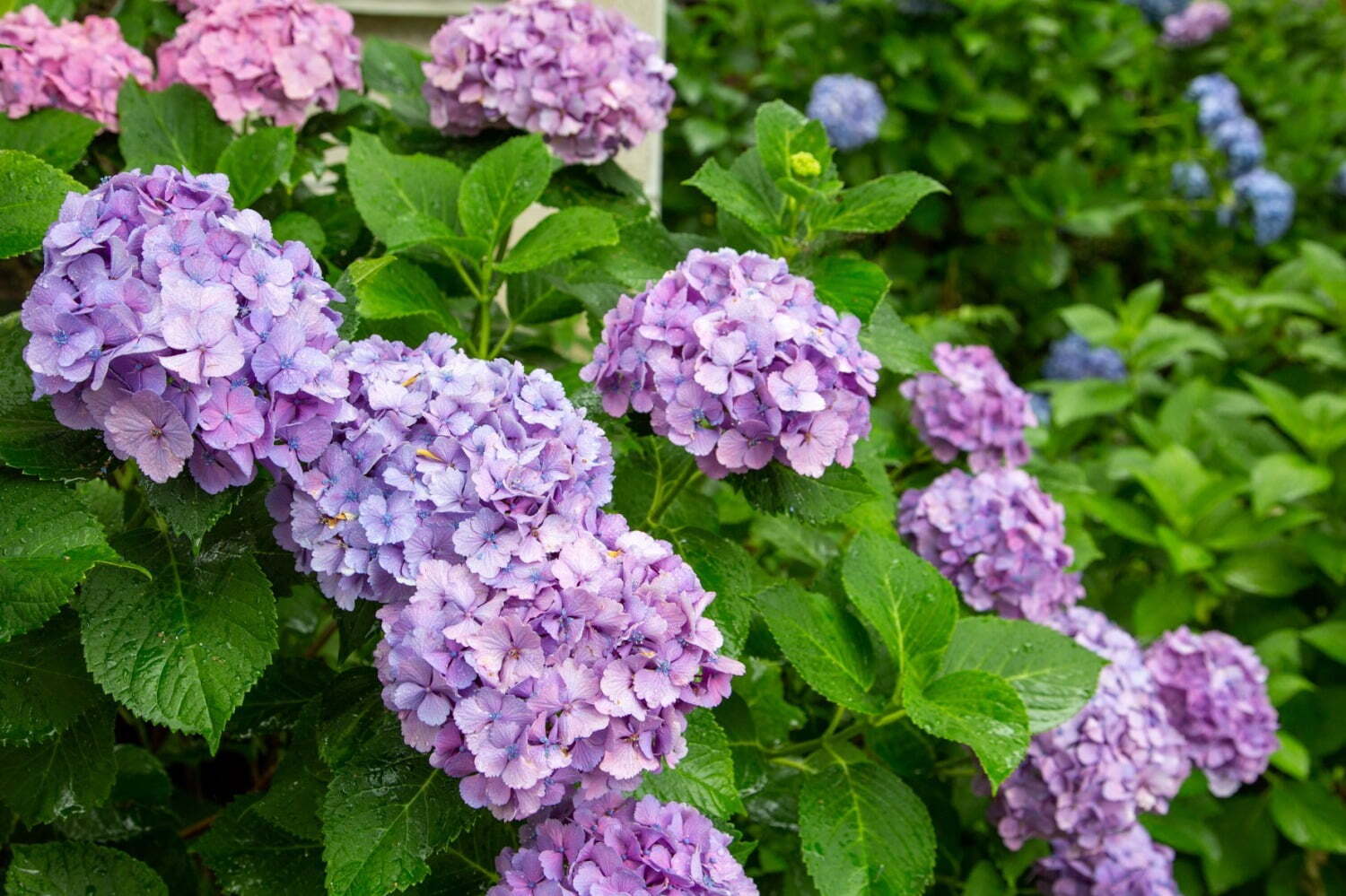 お祭り｜川崎のあじさい“穴場”スポット「長尾山 妙楽寺」約1,000株28種のあじさいが見頃に 