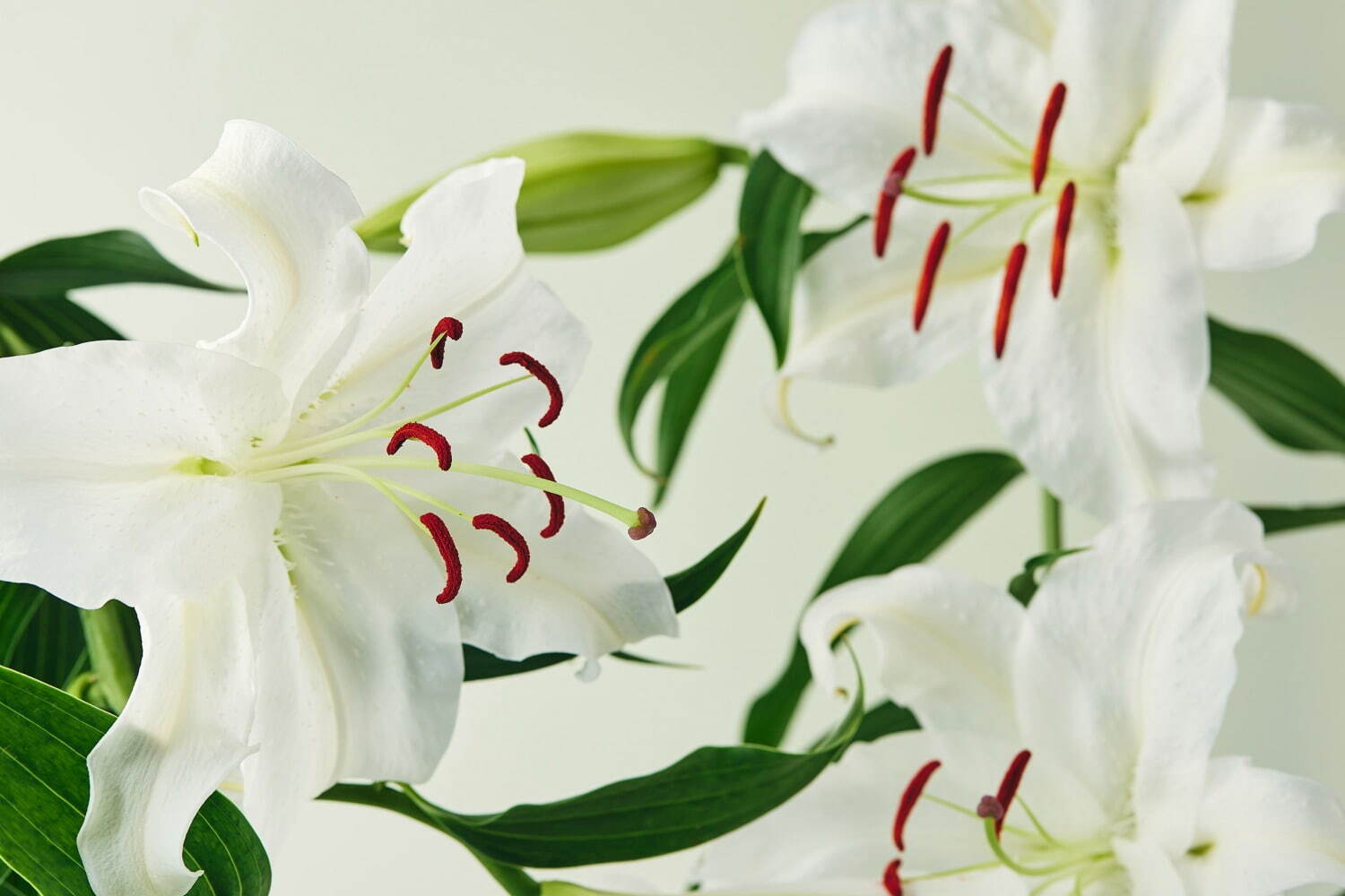 青山フラワーマーケット「花屋が作ったフレグランス」リニューアル、“咲き誇るバラそのものの香り”など｜写真3