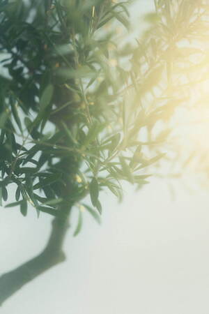 パドカレ(pas de calais) 2021年春夏ウィメンズコレクション  - 写真1