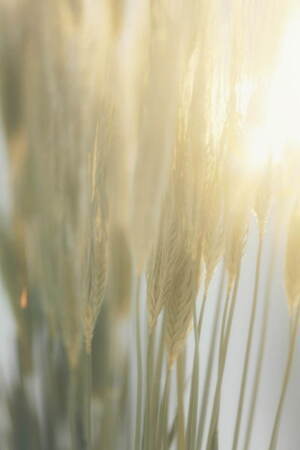 パドカレ(pas de calais) 2021年春夏ウィメンズコレクション  - 写真6