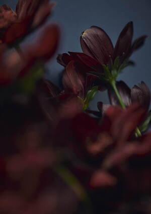 パドカレ(pas de calais) 2022-23年秋冬ウィメンズコレクション  - 写真13