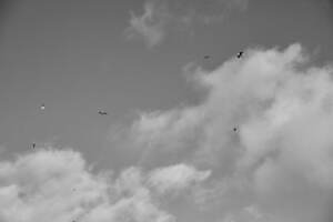 ラインヴァンド(LEINWÄNDE) 2020-21年秋冬ウィメンズコレクション  - 写真6