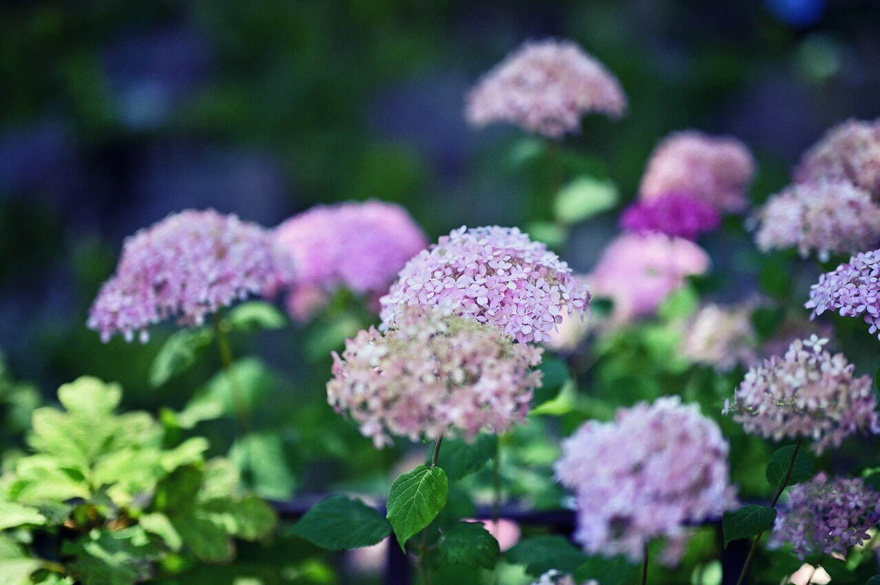 神戸布引ハーブ園「アジサイ」が見頃に、“約1,500株”の鮮やかなアジサイが咲き誇る｜写真4