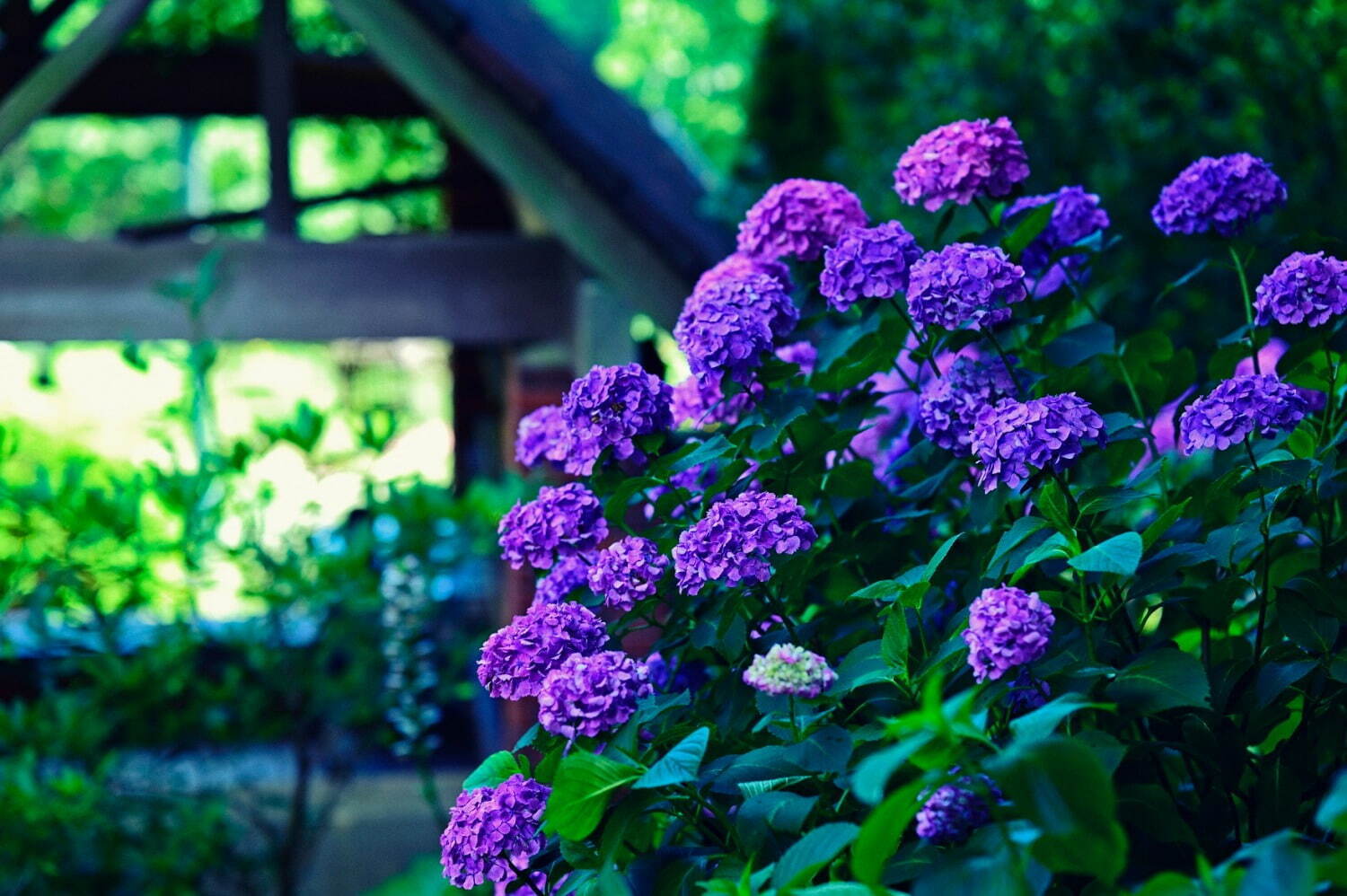 神戸布引ハーブ園「アジサイ」が見頃に、“約1,500株”の鮮やかなアジサイが咲き誇る｜写真1
