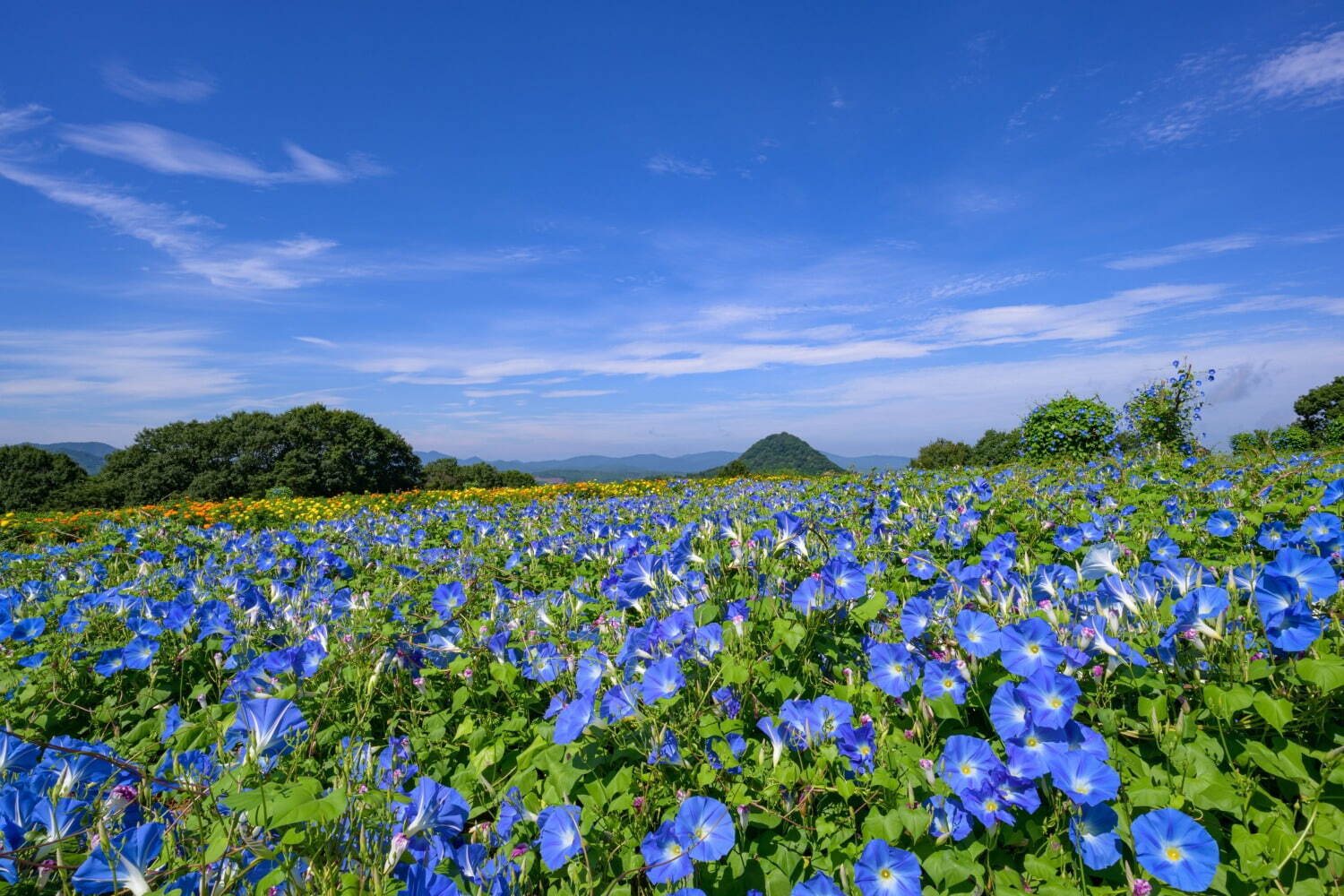 広島・フラワーヴィレッジ 花夢の里「ヘブンリーブルーの丘」14万輪の西洋アサガオが咲き誇る夏イベント｜写真8