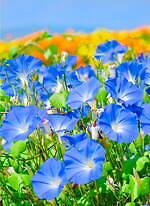 広島・フラワーヴィレッジ 花夢の里「ヘブンリーブルーの丘」14万輪の西洋アサガオが咲き誇る夏イベント｜写真1