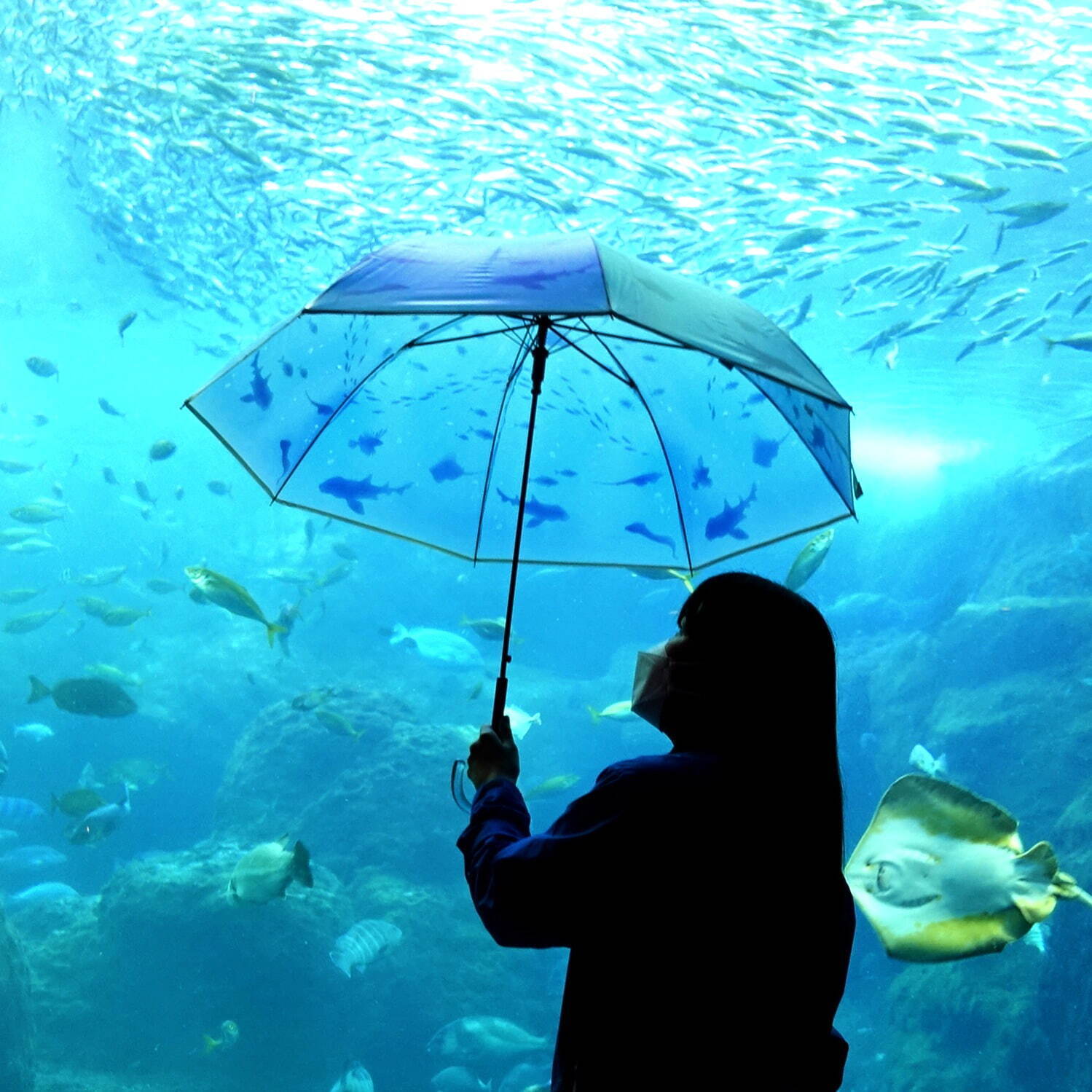新江ノ島水族館×Wpc.のコラボ雨傘、“クラゲ”や“イワシ”を描いた長傘＆折りたたみ傘｜写真5