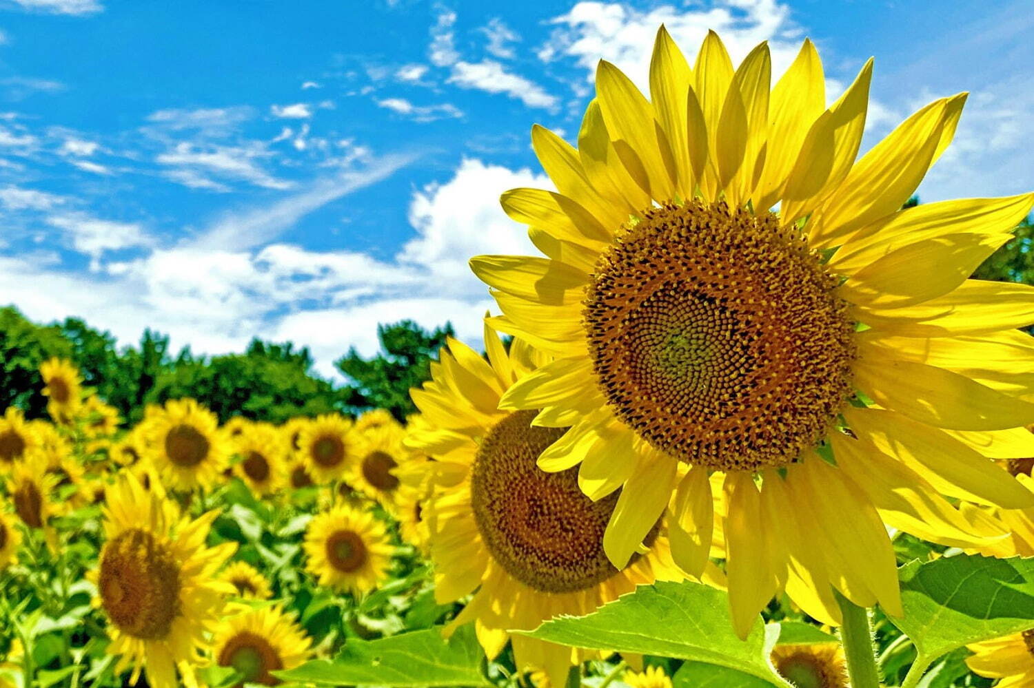 アカオ フォレスト「アカオ フォレスト」