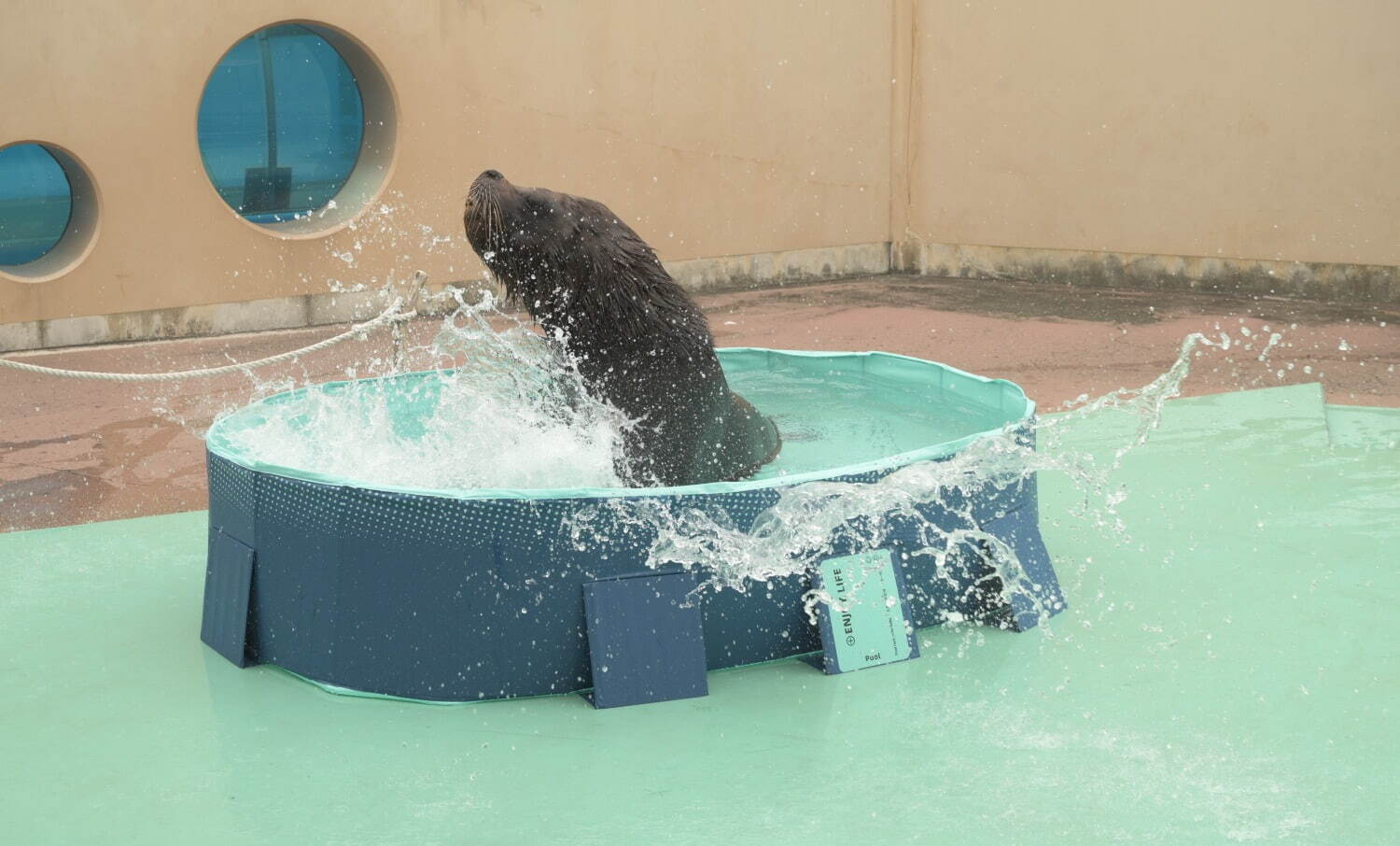 横浜・八景島シーパラダイス「サマースプラッシュフェス」ずぶ濡れイルカスプラッシュや夏だけの動物ショー｜写真3