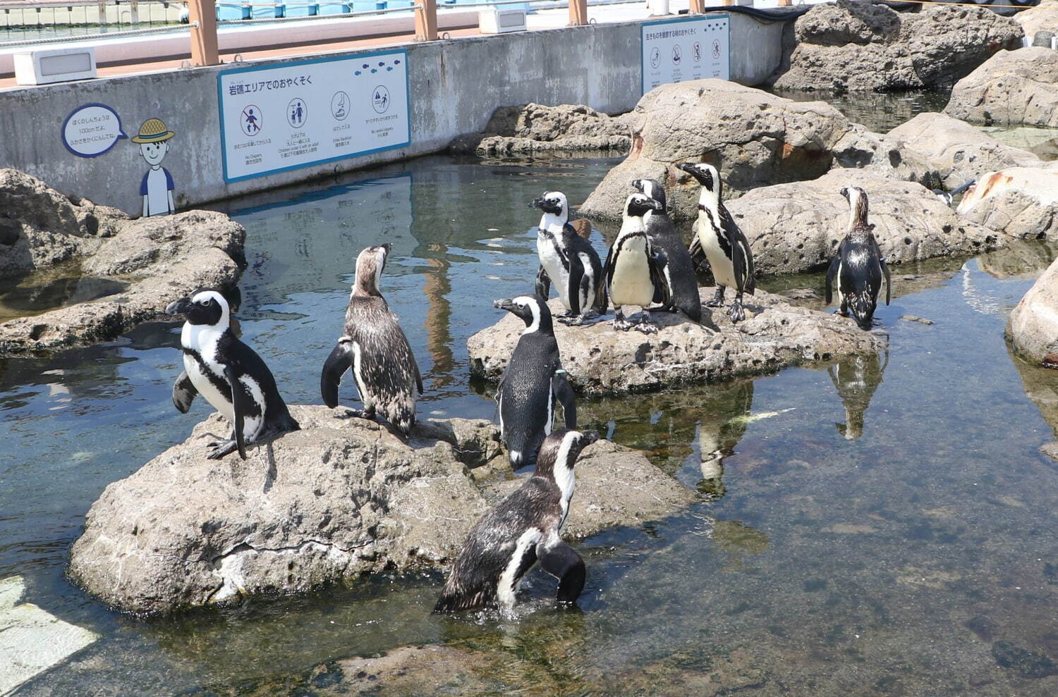 横浜・八景島シーパラダイス「サマースプラッシュフェス」ずぶ濡れイルカスプラッシュや夏だけの動物ショー｜写真12