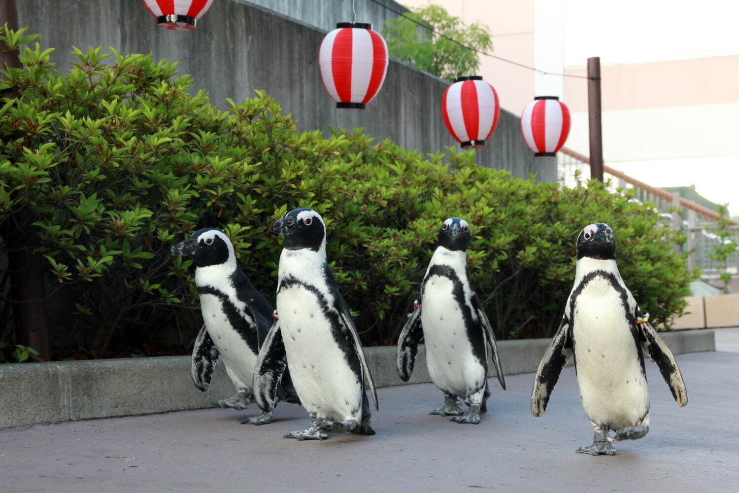「ケープペンギンの夕涼みパレード」