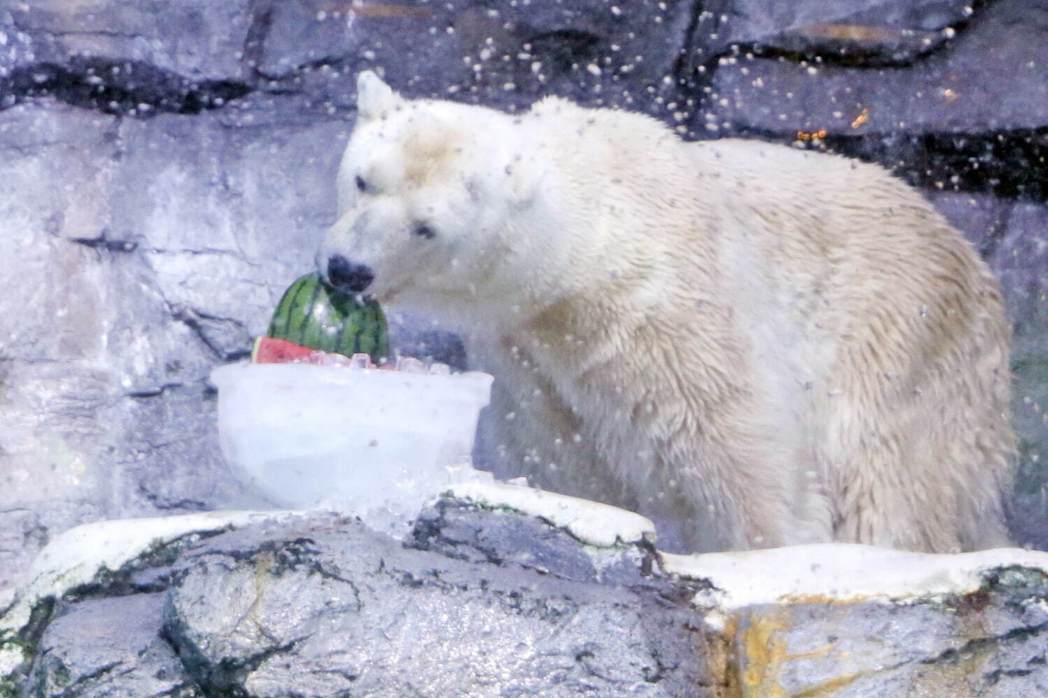 横浜・八景島シーパラダイス「サマースプラッシュフェス」ずぶ濡れイルカスプラッシュや夏だけの動物ショー｜写真19
