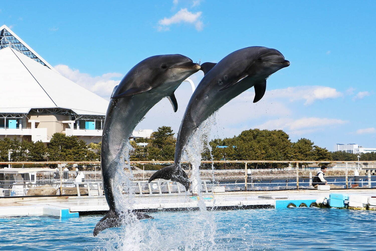 水族館｜横浜・八景島シーパラダイス「サマースプラッシュフェス」ずぶ濡れイルカスプラッシュや夏だけの動物ショー