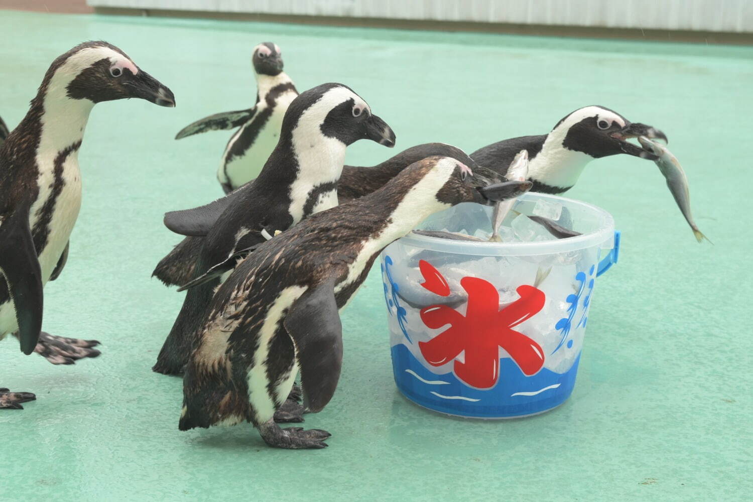 横浜・八景島シーパラダイス「サマースプラッシュフェス」ずぶ濡れイルカスプラッシュや夏だけの動物ショー｜写真4