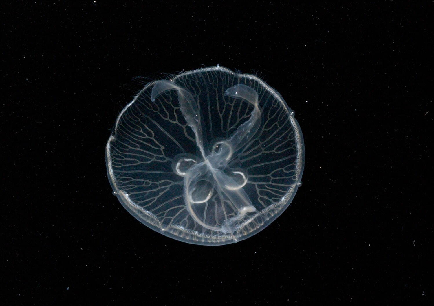 水の惑星