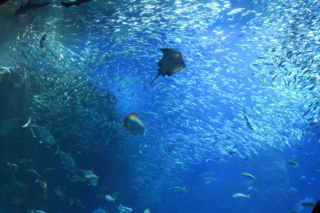 アクアリウム｜新江ノ島水族館の「宇宙探検」イベント、“惑星”を模したミズクラゲ＆大水槽でのマイワシショー