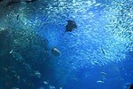 新江ノ島水族館の「宇宙探検」イベント、“惑星”を模したミズクラゲ＆大水槽でのマイワシショー