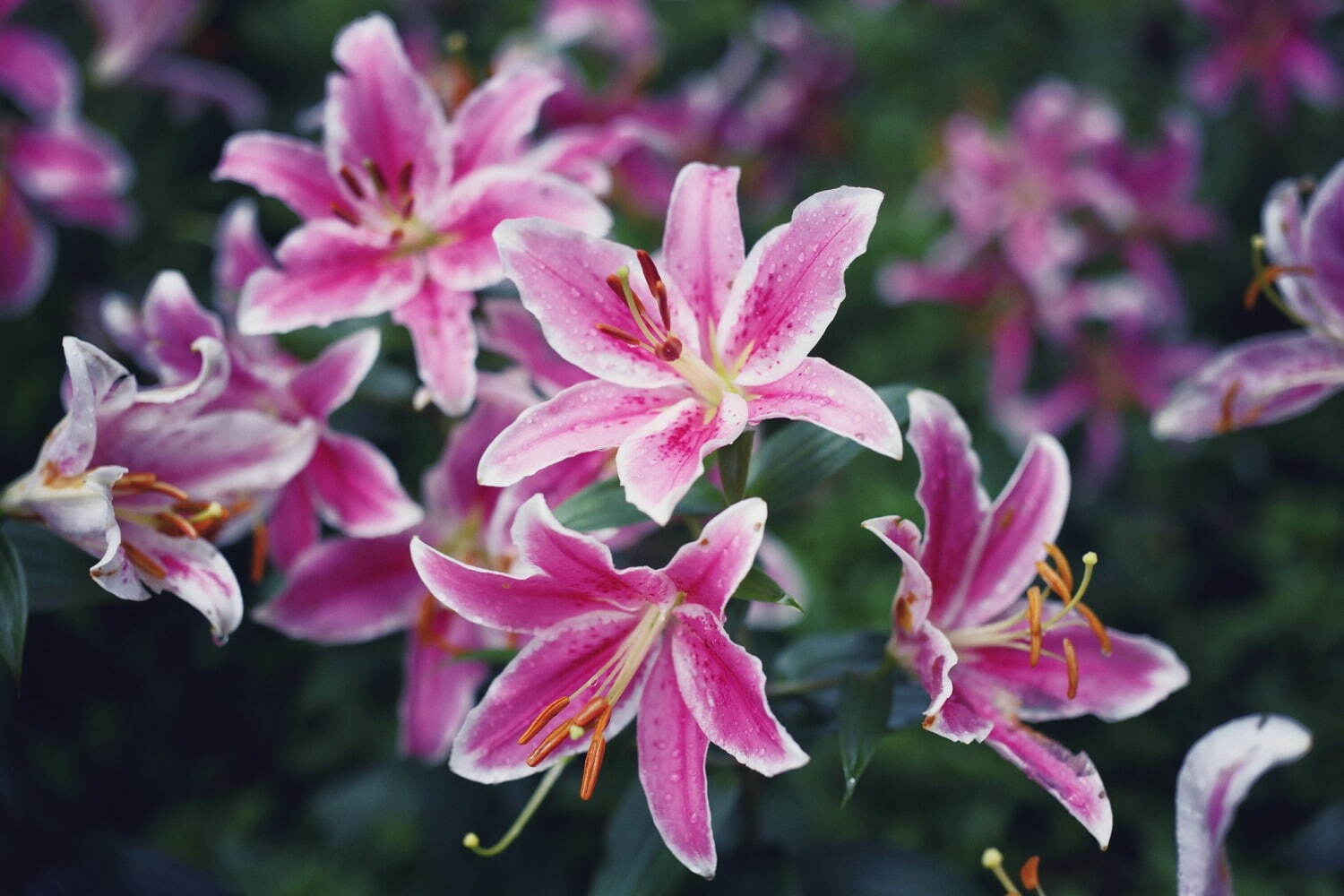 神戸布引ハーブ園「ユリ」が見頃に、“約1万球”の鮮やかなユリが咲き誇るフラワーイベント｜写真5