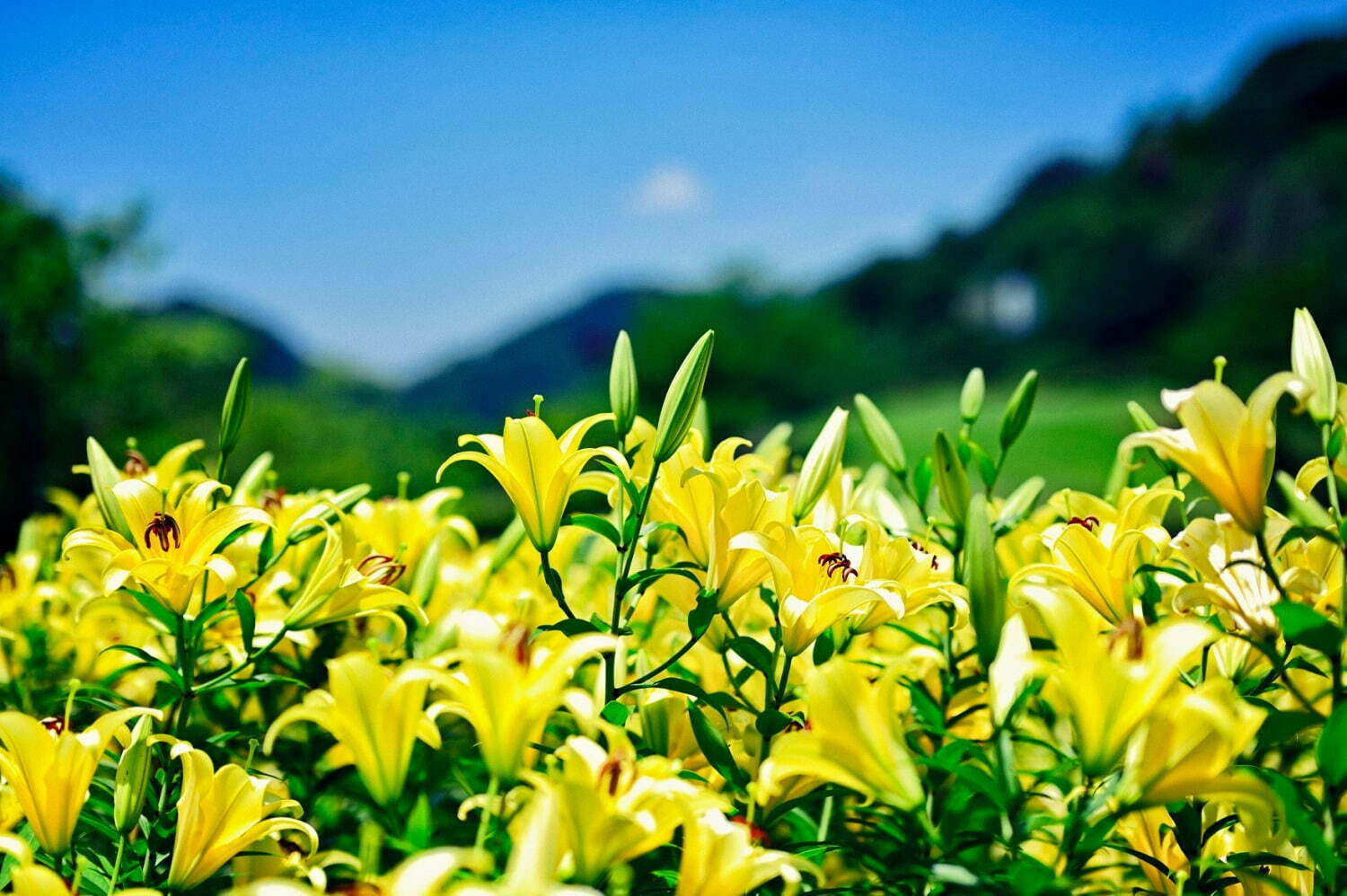 神戸布引ハーブ園「ユリ」が見頃に、“約1万球”の鮮やかなユリが咲き誇るフラワーイベント｜写真1