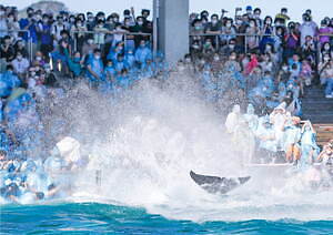 鴨川シーワールドの夏イベント「サマースプラッシュ」ずぶぬれ必至！シャチの豪快パフォーマンス｜写真1