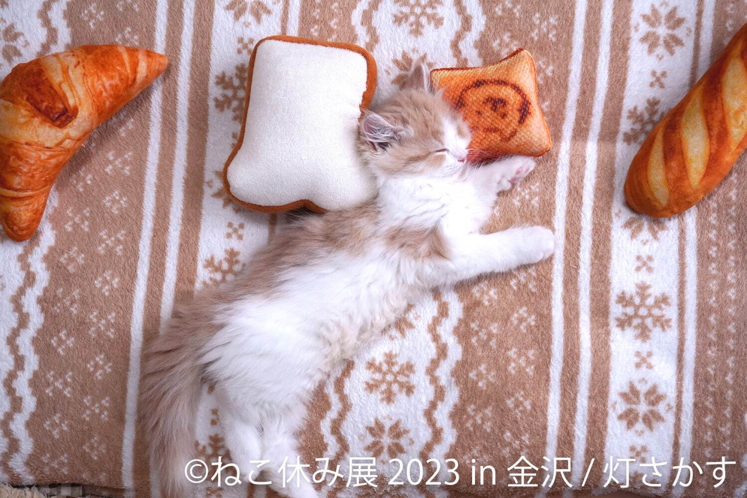 ねこの合同写真展「ねこ休み展 2023」金沢で、“スター猫”の作品200点 ...