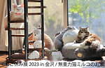 ねこの合同写真展「ねこ休み展 2023」金沢で、“スター猫”の作品200点以上＆猫グッズも｜写真8