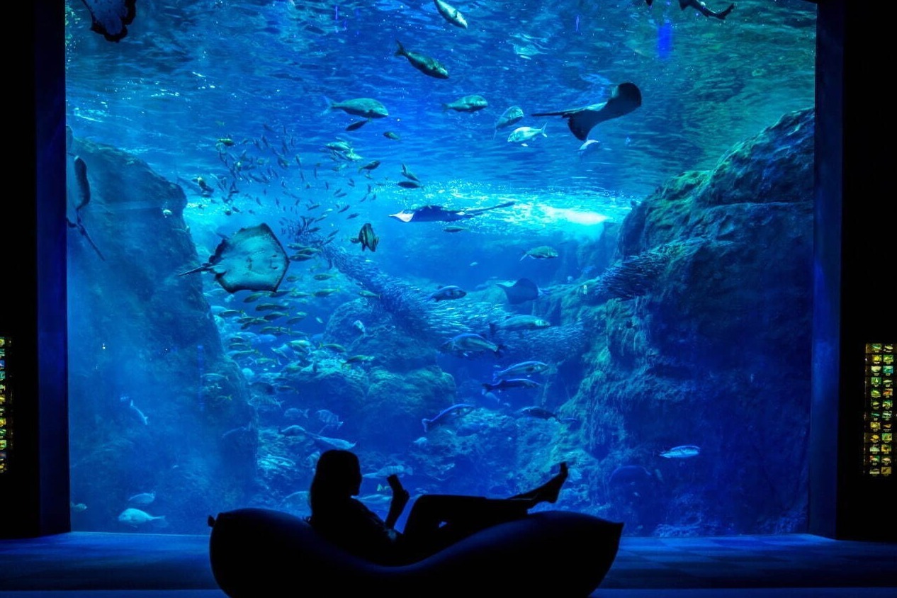 aquarium 夜の新江ノ島水族館で「チルアクアリウム」“ヨギボー”に寝転んで魚観察、ドリンク「チルアウト」とコラボ - ファッションプレス