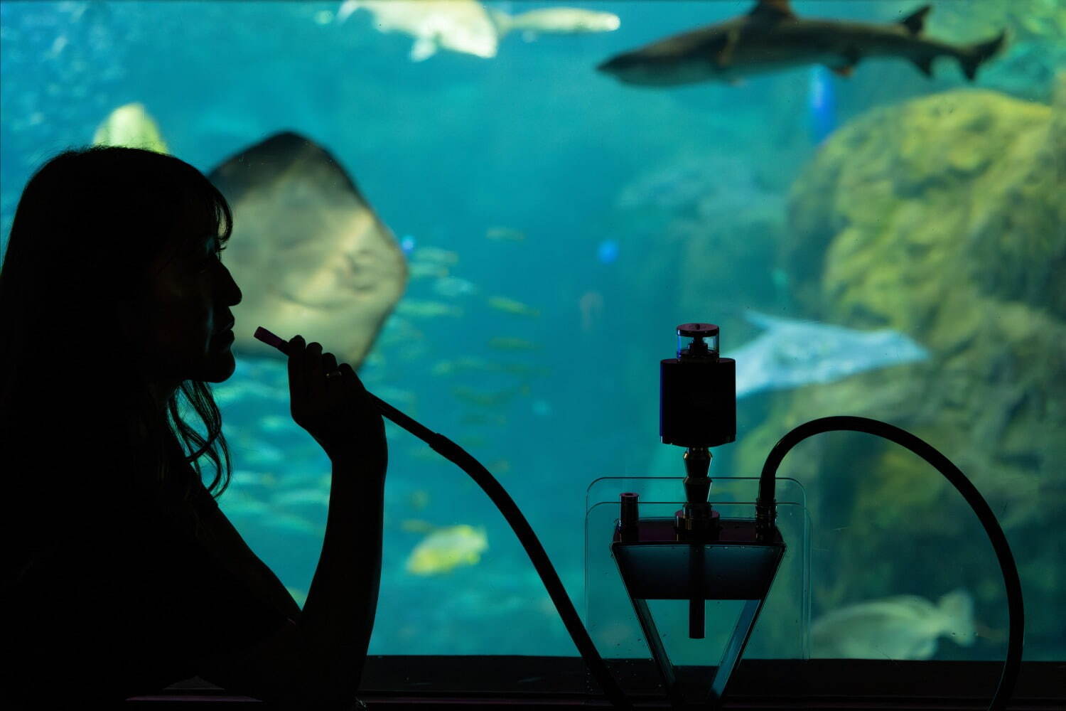 夜の新江ノ島水族館で「チルアクアリウム」“ヨギボー”に寝転んで魚観察、ドリンク「チルアウト」とコラボ｜写真3