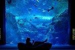 夜の新江ノ島水族館で「チルアクアリウム」“ヨギボー”に寝転んで魚観察、ドリンク「チルアウト」とコラボ