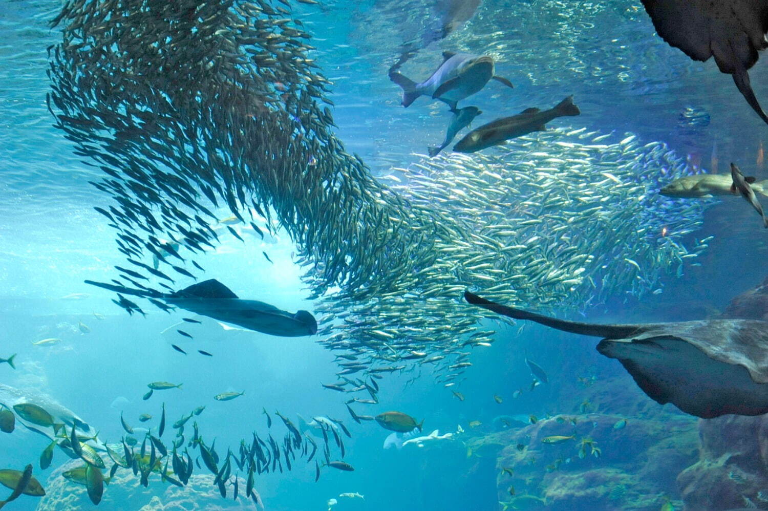 夜の新江ノ島水族館で「チルアクアリウム」“ヨギボー”に寝転んで魚観察、ドリンク「チルアウト」とコラボ｜写真4