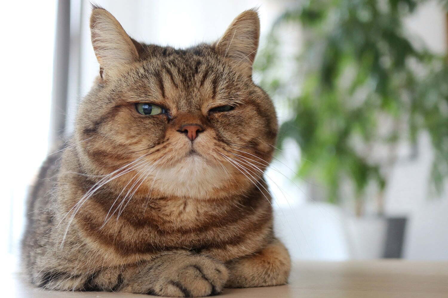 クリエイター｜過去最大規模の「ねこ休み展」東京・浅草橋で、"スター猫"の新作作品展示＆限定ねこグッズなど