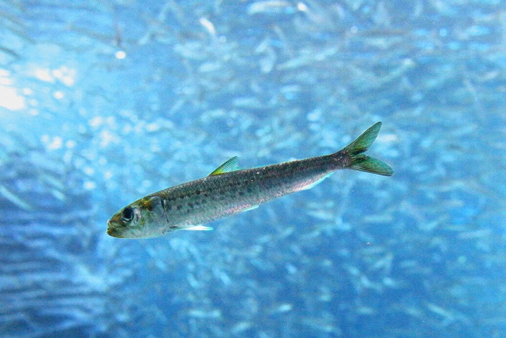 あつまれ どうぶつの森×上越市立水族博物館 うみがたり、ゲームに登場する“海の生き物”を特別展示｜写真5