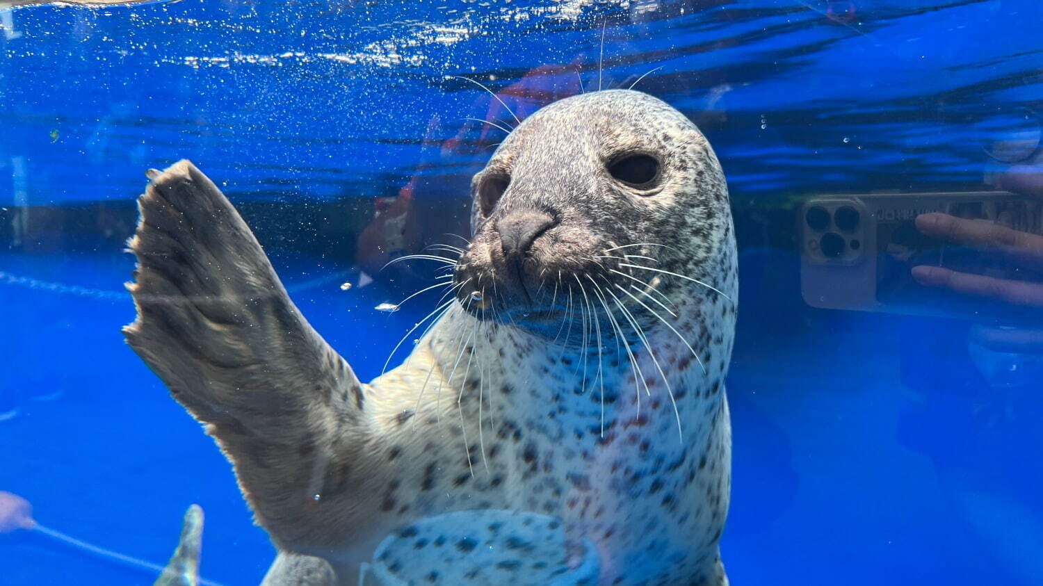 あつまれ どうぶつの森×上越市立水族博物館 うみがたり、ゲームに登場する“海の生き物”を特別展示｜写真6
