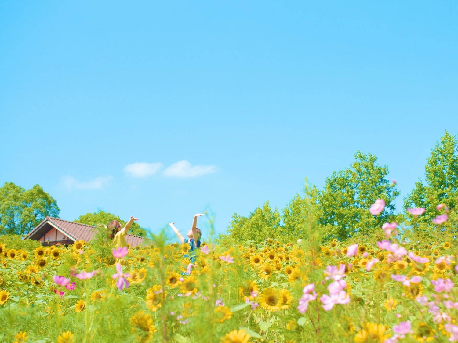 大阪「堺・緑のミュージアム ハーベストの丘」7万本のひまわりが開花、広大な敷地を鮮やかなに彩る｜写真3