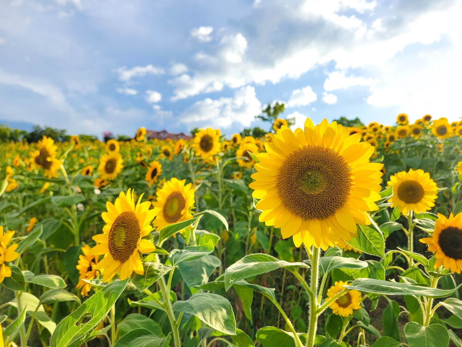 大阪「堺・緑のミュージアム ハーベストの丘」7万本のひまわりが開花、広大な敷地を鮮やかなに彩る｜写真1